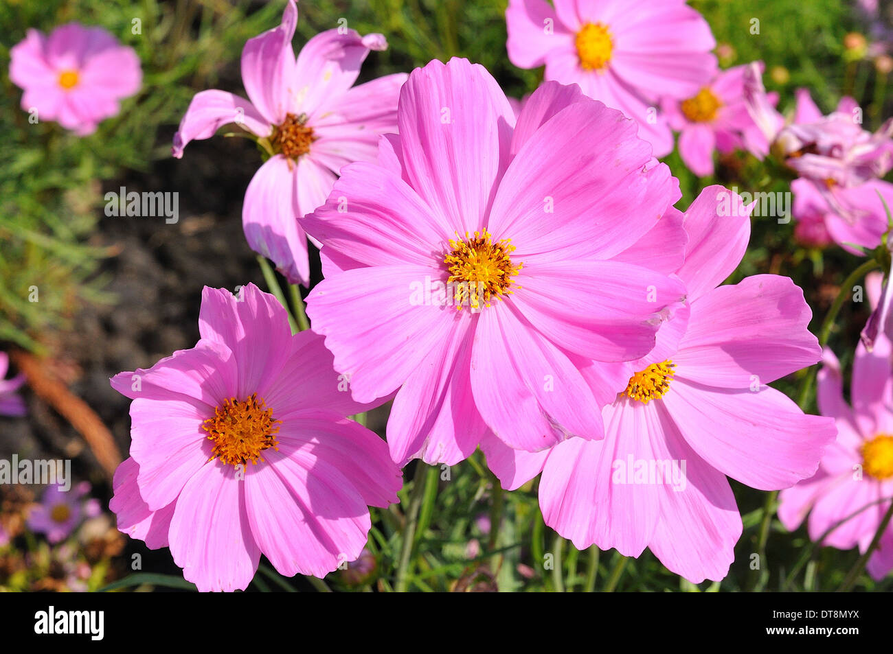 Pink of many small flower, look like stars Stock Photo Alamy
