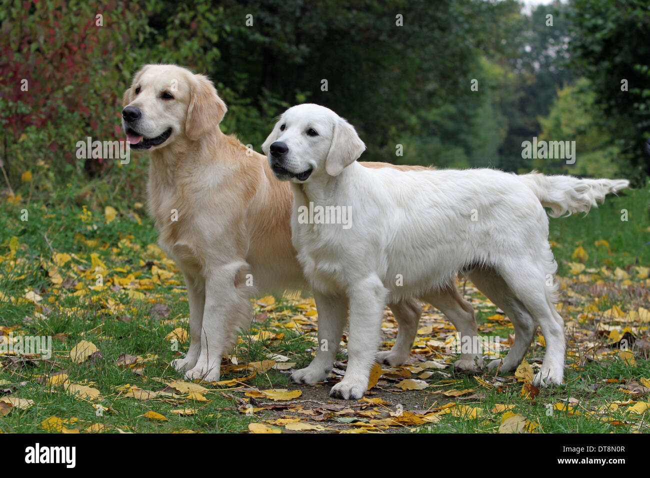 Golden Retriever males standing, side-on The one with the dark golden coat is years old, the light 7 months Stock Photo - Alamy