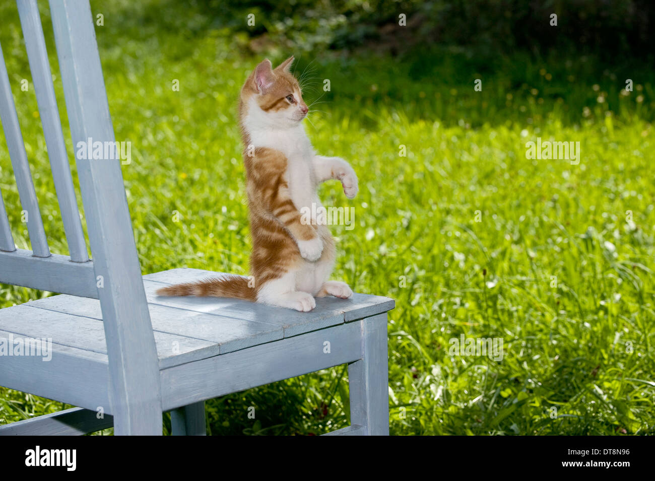 European Shorthair cat Kitten (9 weeks old) sitting on its haunches on