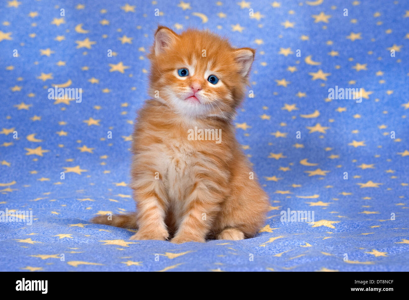 Maine Coon Rot Rot Kitten Rot 2019 11 12