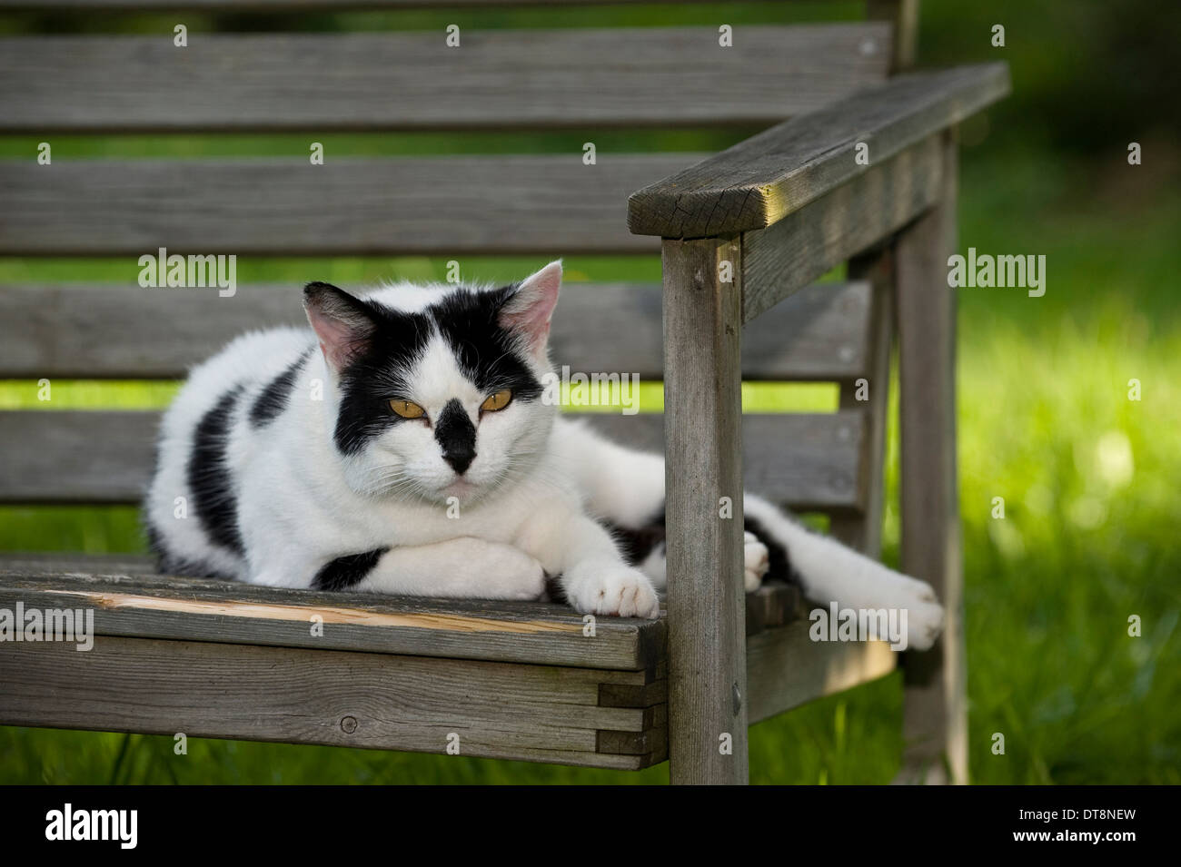 European Shorthair cat Black and white adult lying on a wooden garden ...