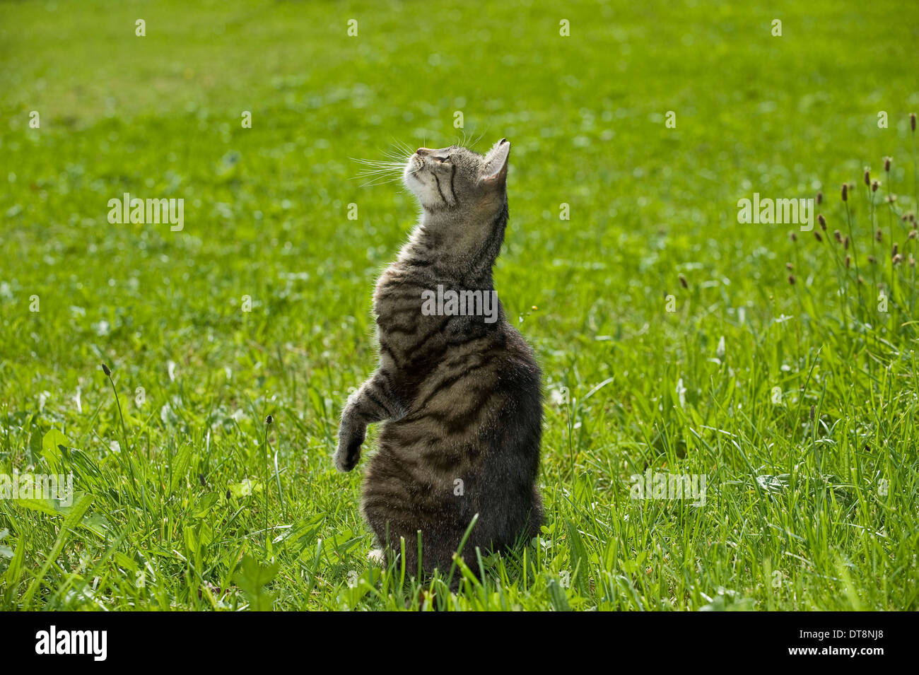 Domestic cat sitting on haunches hires stock photography and images