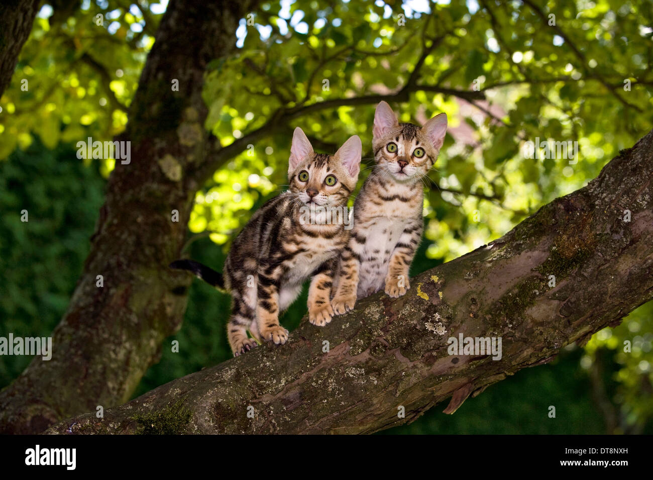 Bengalkatze Zwei Kaetzchen (10 Wochen alt, Weibchen und Kater, Zeichnung: Marbled und Rosetten) in einem Baum Gesperrt fuer Two Stock Photo