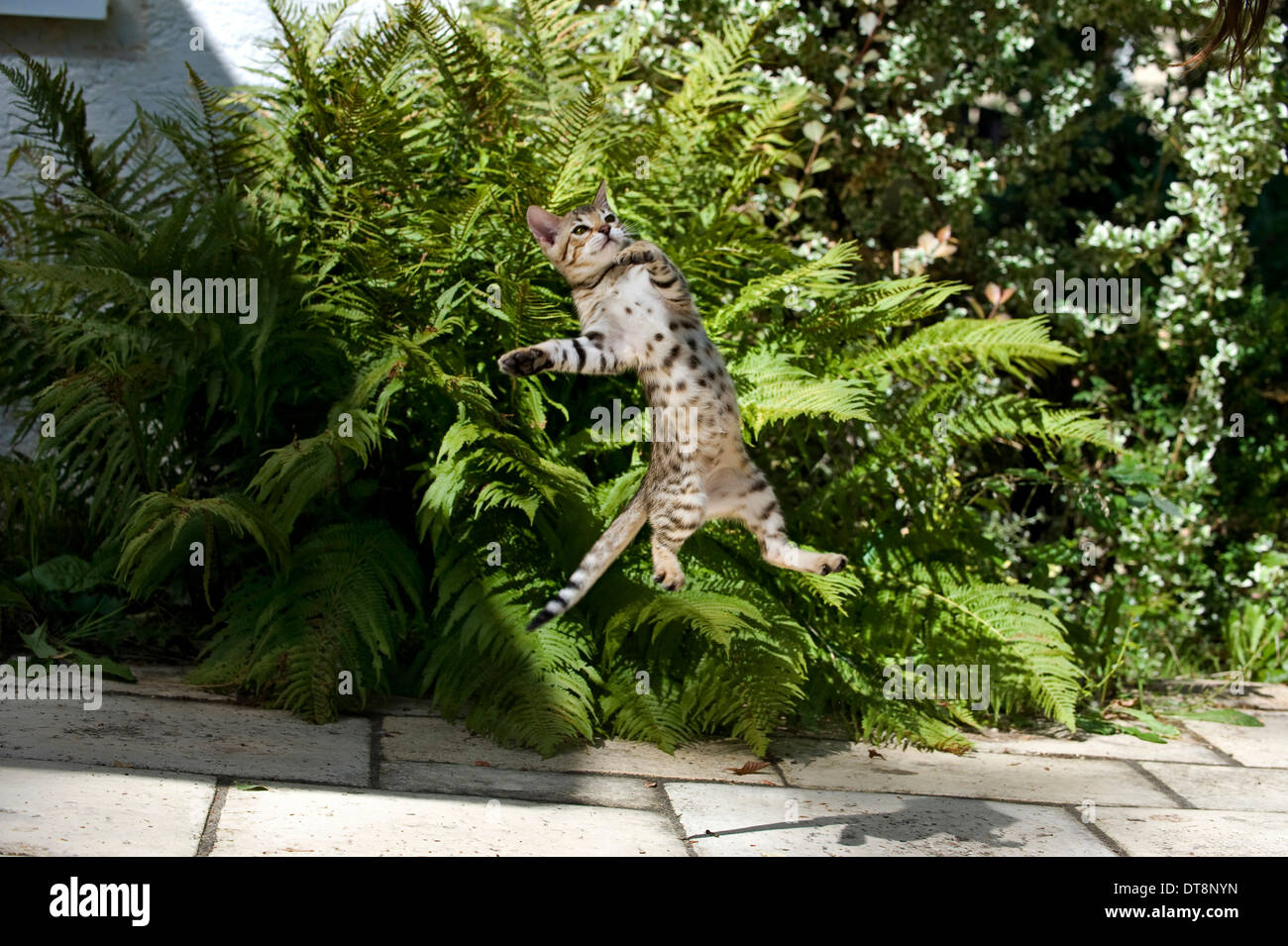 Bengal Cat Kitten (10 weeks old) leaping for prey Stock Photo