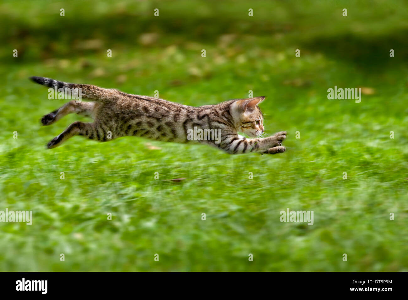 Bengal Cat Kitten (10 weeks old, rosetted pattern) running on a meadow Stock Photo