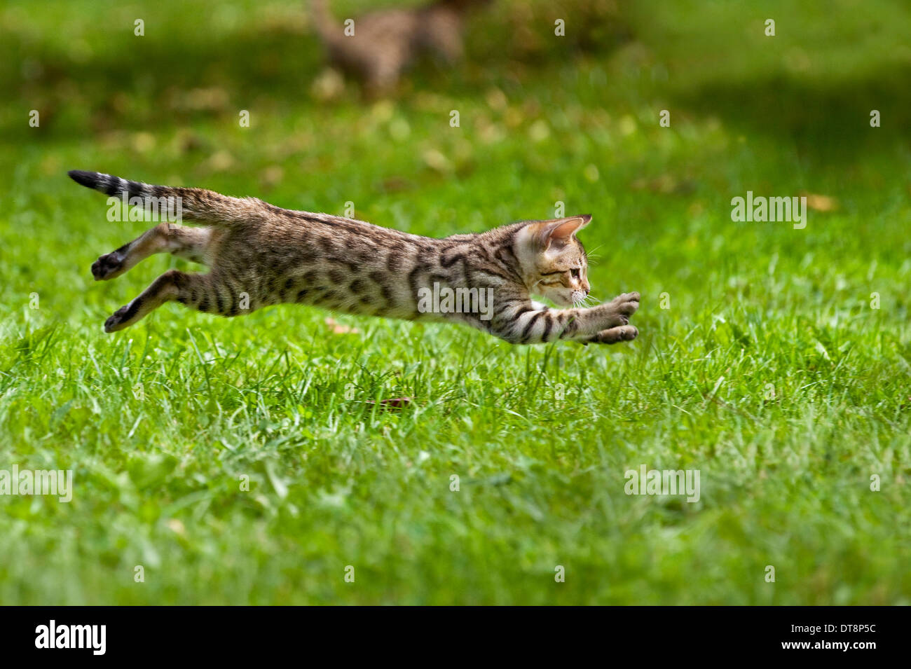Bengal Cat Kitten (10 weeks old, rosetted pattern) running on a meadow Stock Photo