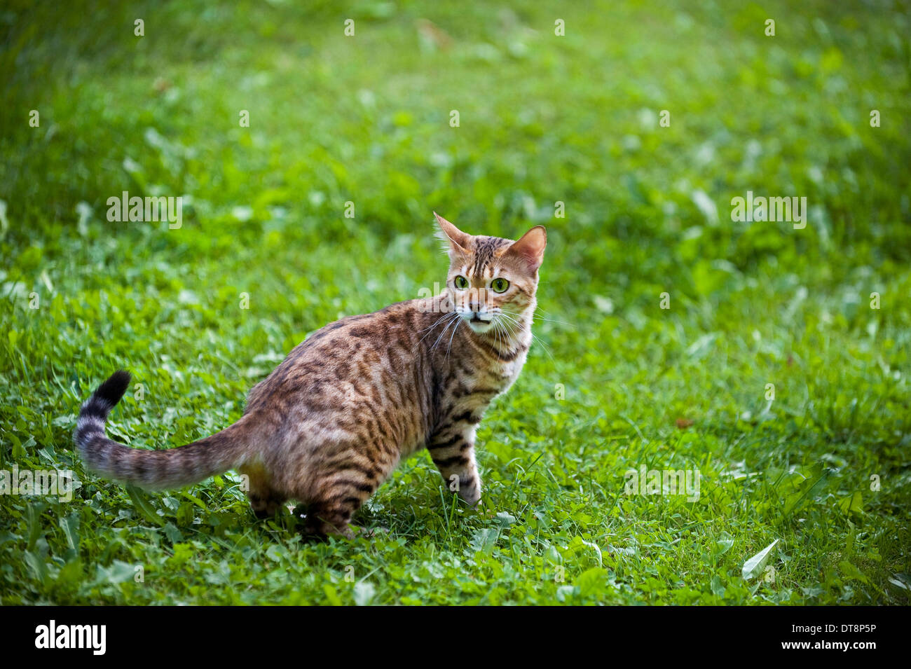 Bengal Cat Queen (rosetted pattern) sitting on a meadow Stock Photo