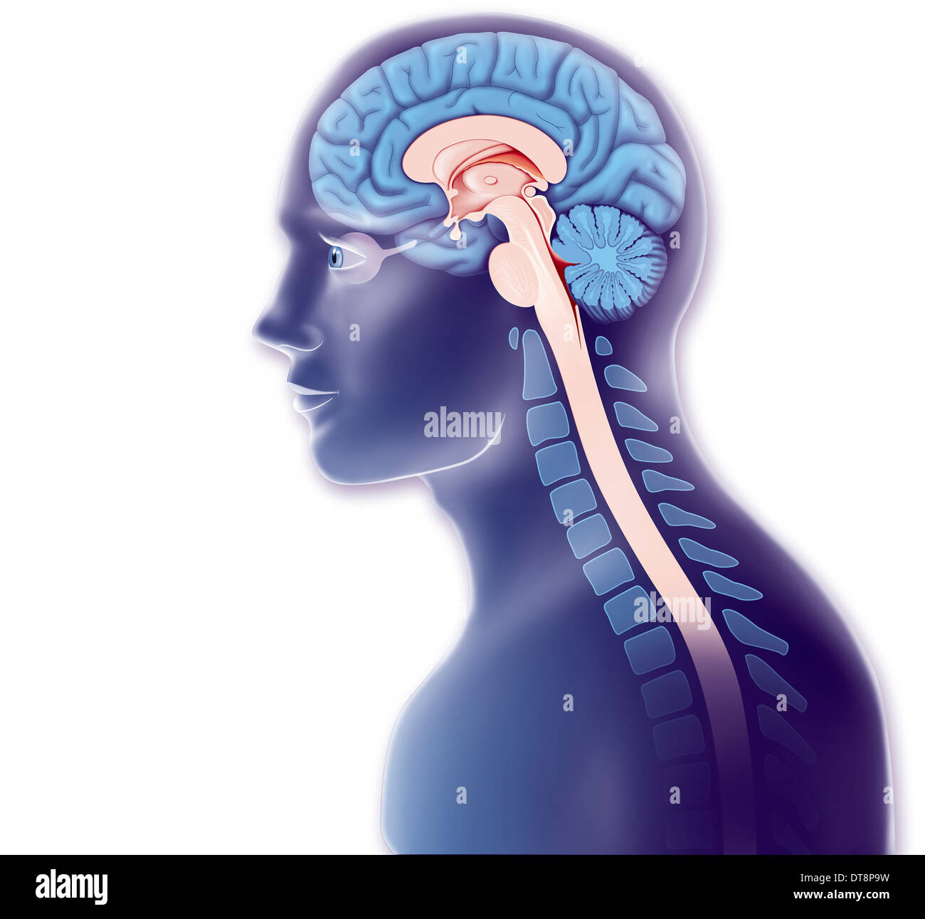Human brain and cervical spine hi-res stock photography and images - Alamy