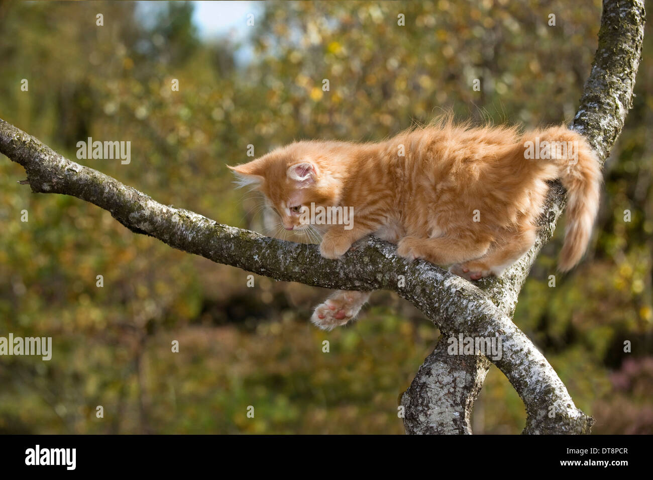 American Longhair, Maine Coon Kitten (red tabby, 9 weeks old) on a