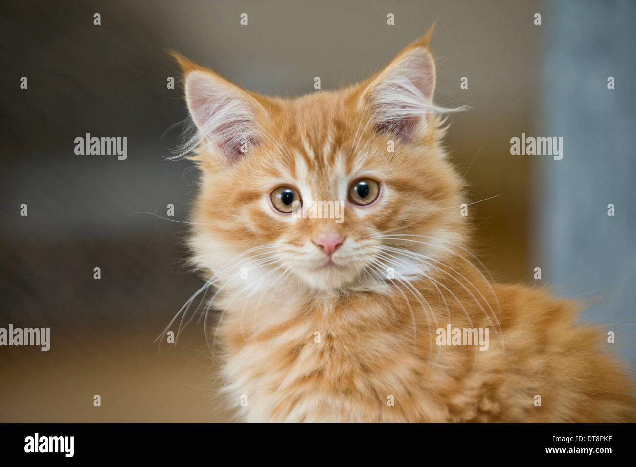 American Longhair Maine Coon Portrait Of A Kitten Red Tabby 12