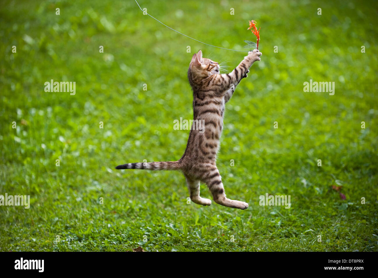 Bengal Cat Kitten (10 weeks old, rosetted pattern) on a lawn, jumping for feather toy Stock Photo