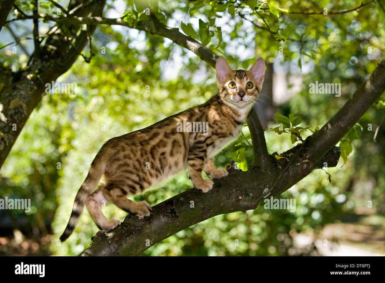 Bengal cat top climbing tree