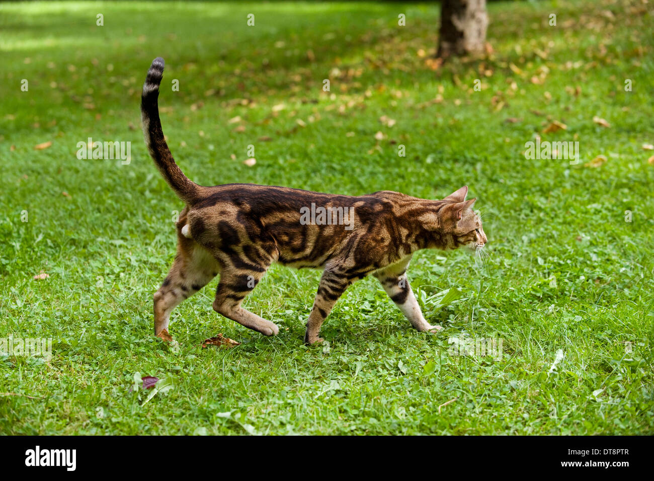 Bengal Cat Tomcat (1 1/2 years old, marbled pattern) waling on a meadow ...
