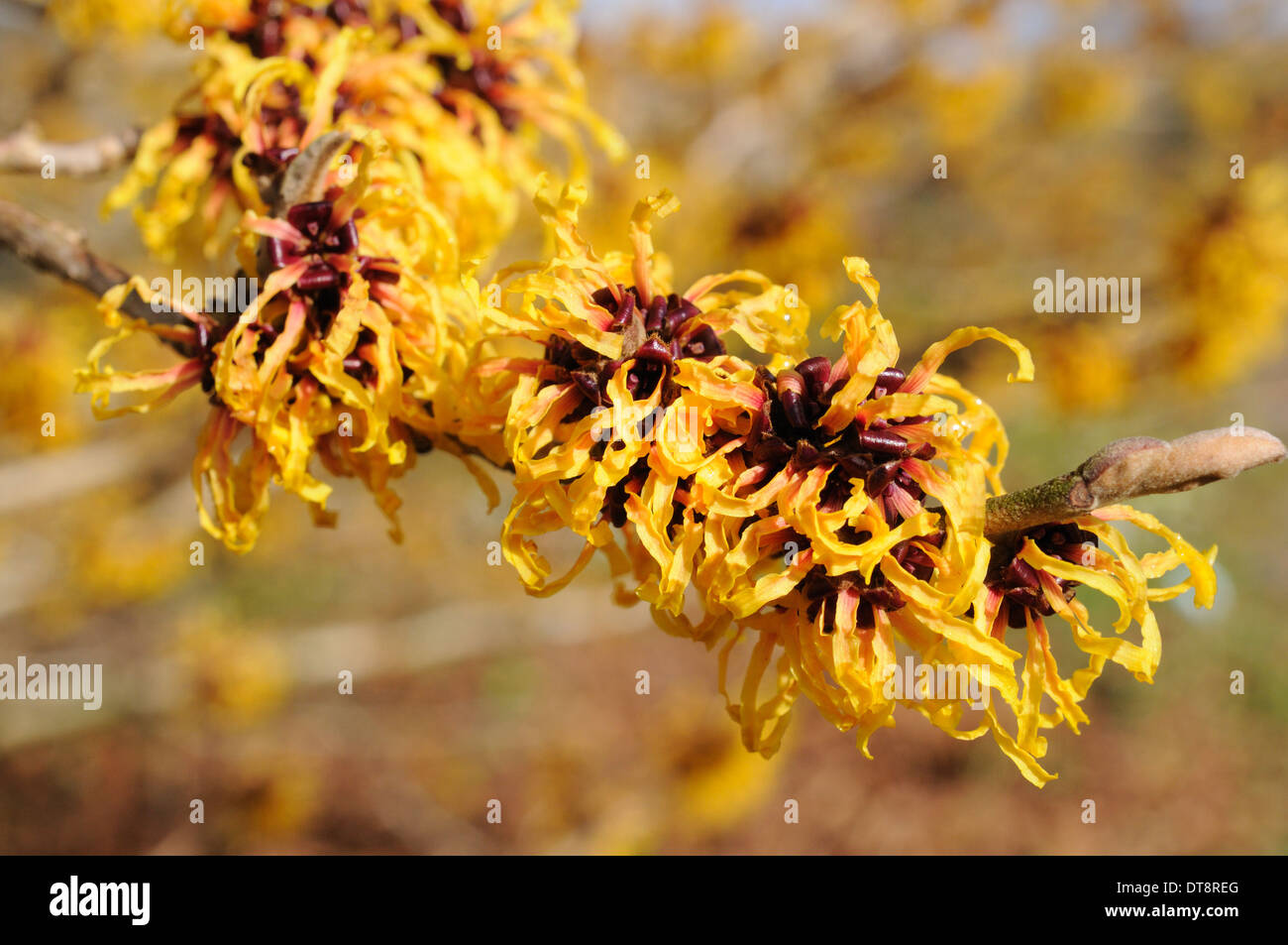 Witch Hazel Hamamelis yellow winter early spring flowers Stock Photo