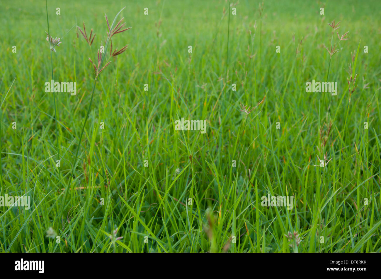 Close up meadow grass in hi-res stock photography and images - Alamy