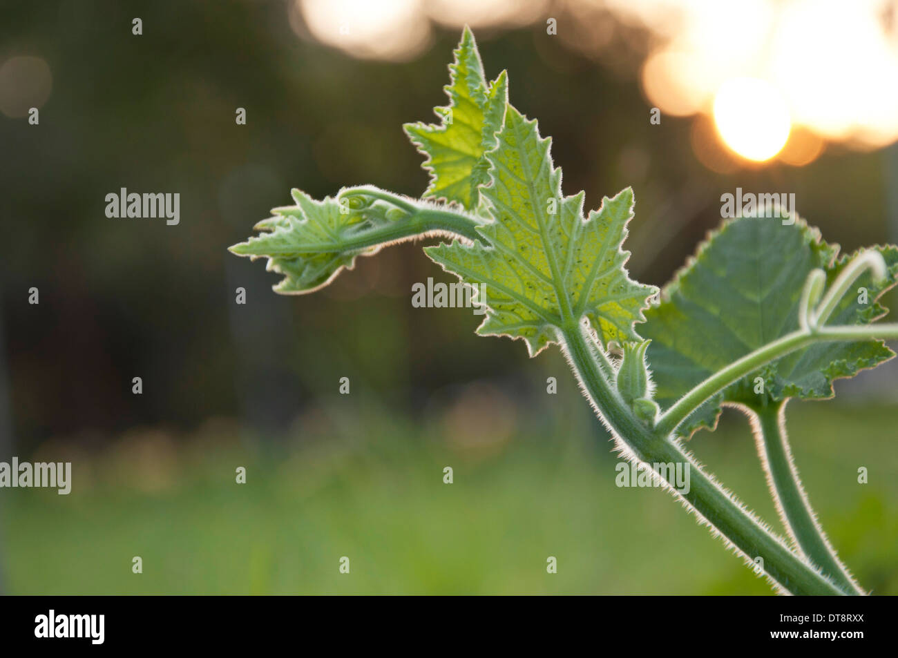 Pumpkin branch on green background Stock Photo