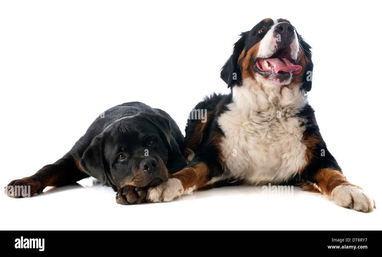 portrait of a purebred bernese mountain dog and rottweiler in front of white background Stock Photo