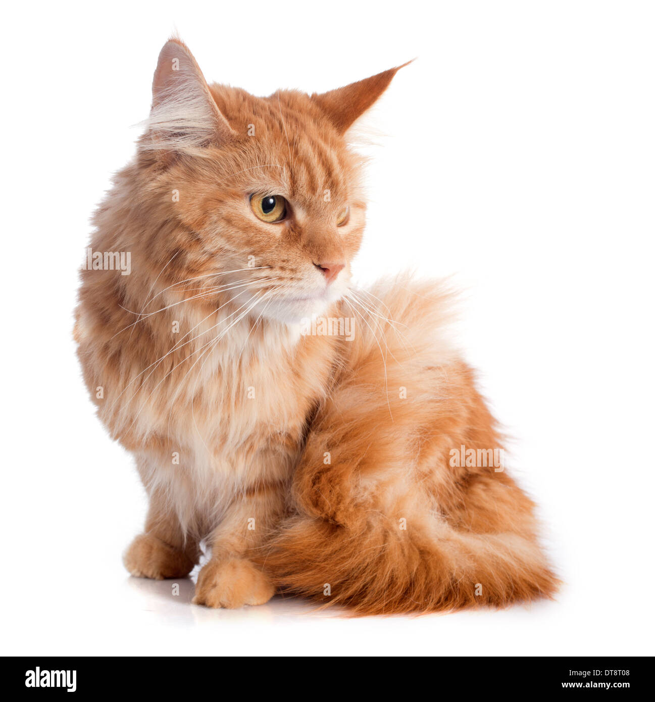 portrait of a purebred maine coon cat on a white background Stock Photo ...