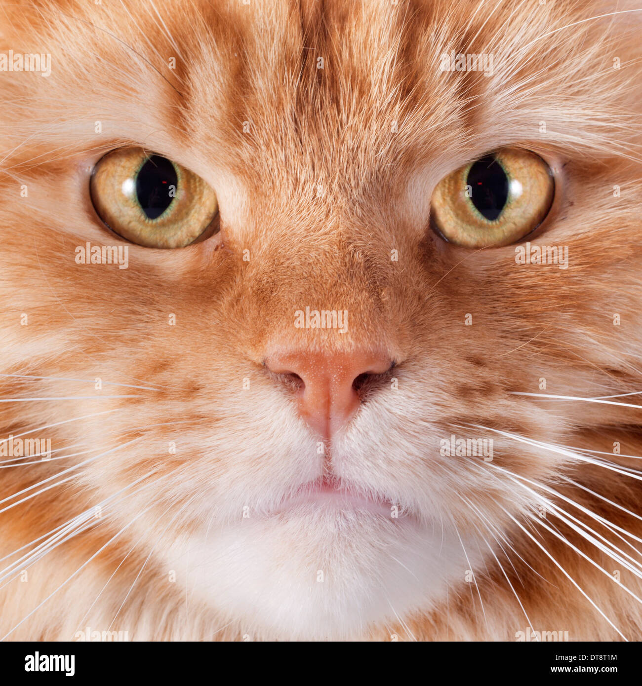 portrait of a purebred maine coon cat on a white background Stock Photo ...