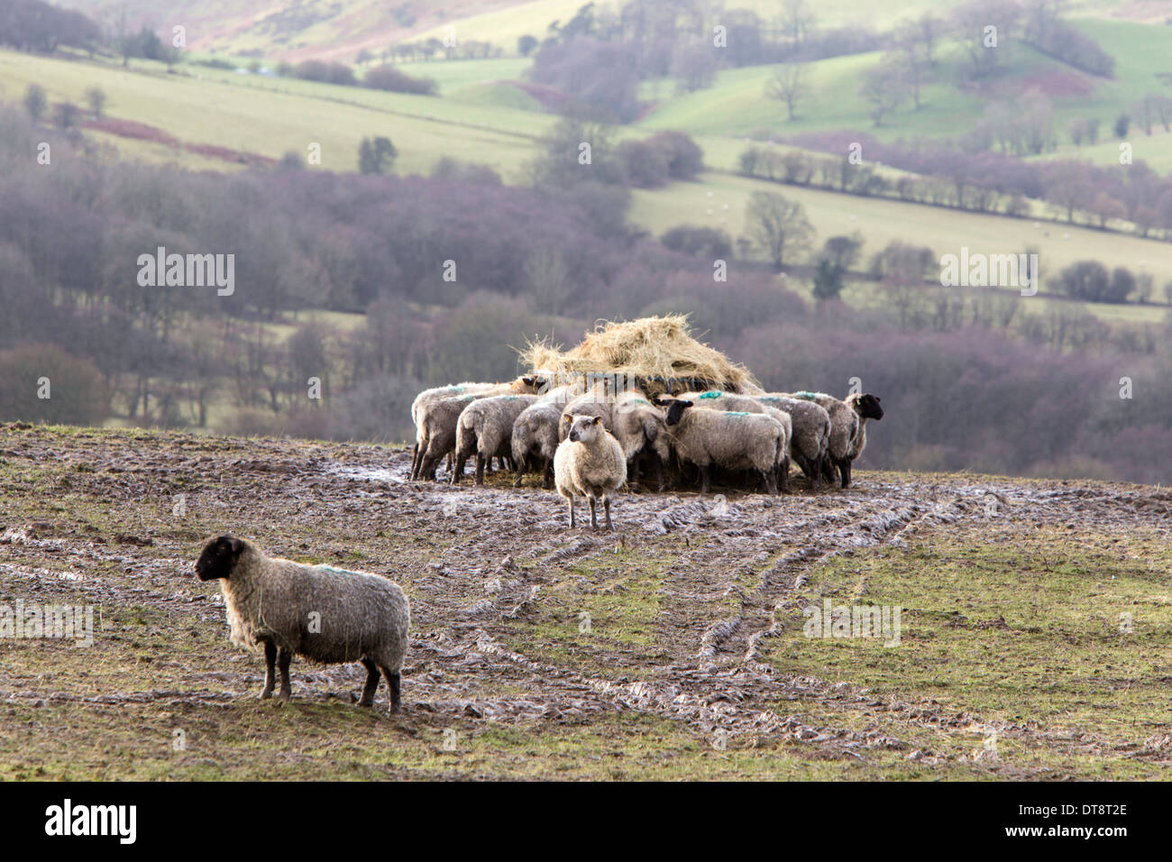 Sheep Feeding From A Hay Feeder In Wet Winter Conditions England