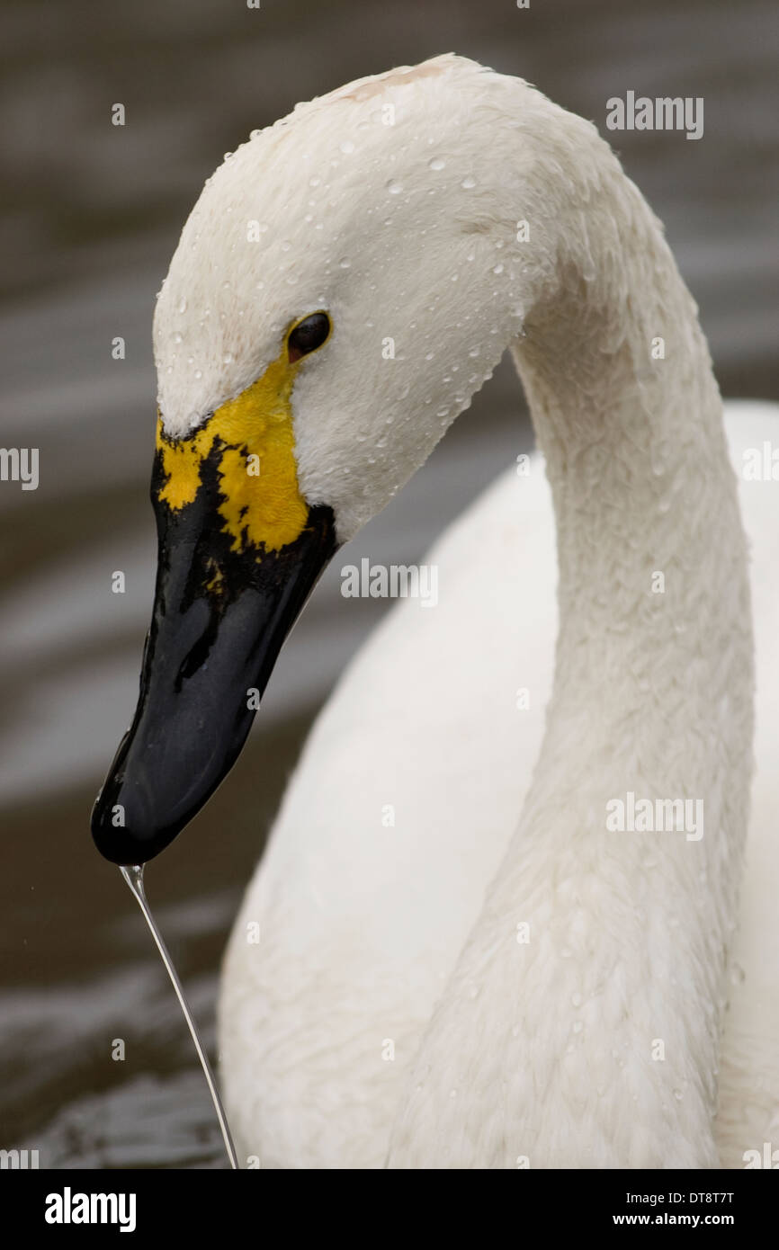 Bewick's swans at Wildfowl & Wetlands Trust, Slimbridge, Gloucestershire,UK Stock Photo