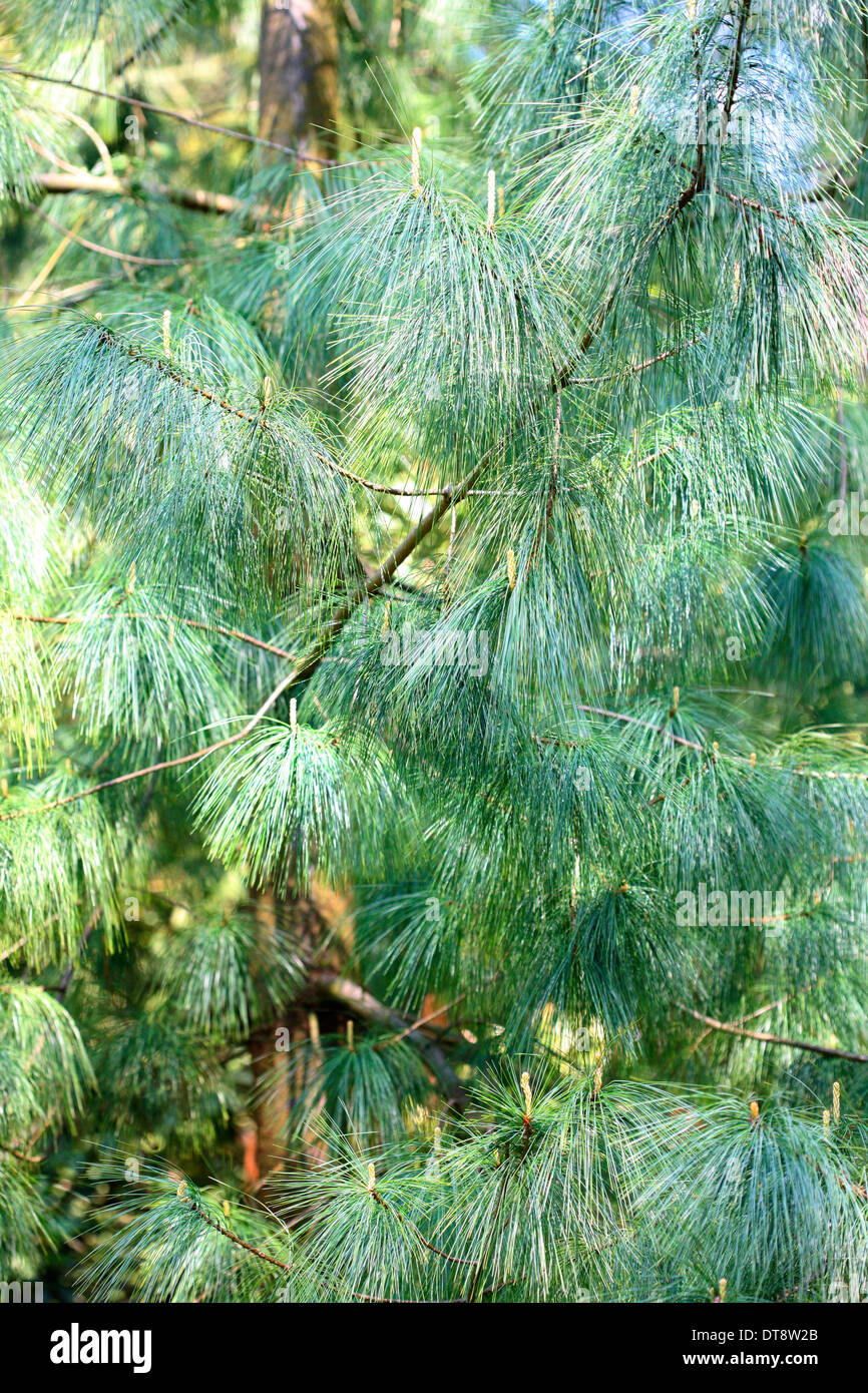 pinus wallichiania a stunning blue hue pine tree  Jane Ann Butler Photography  JABP1145 Stock Photo
