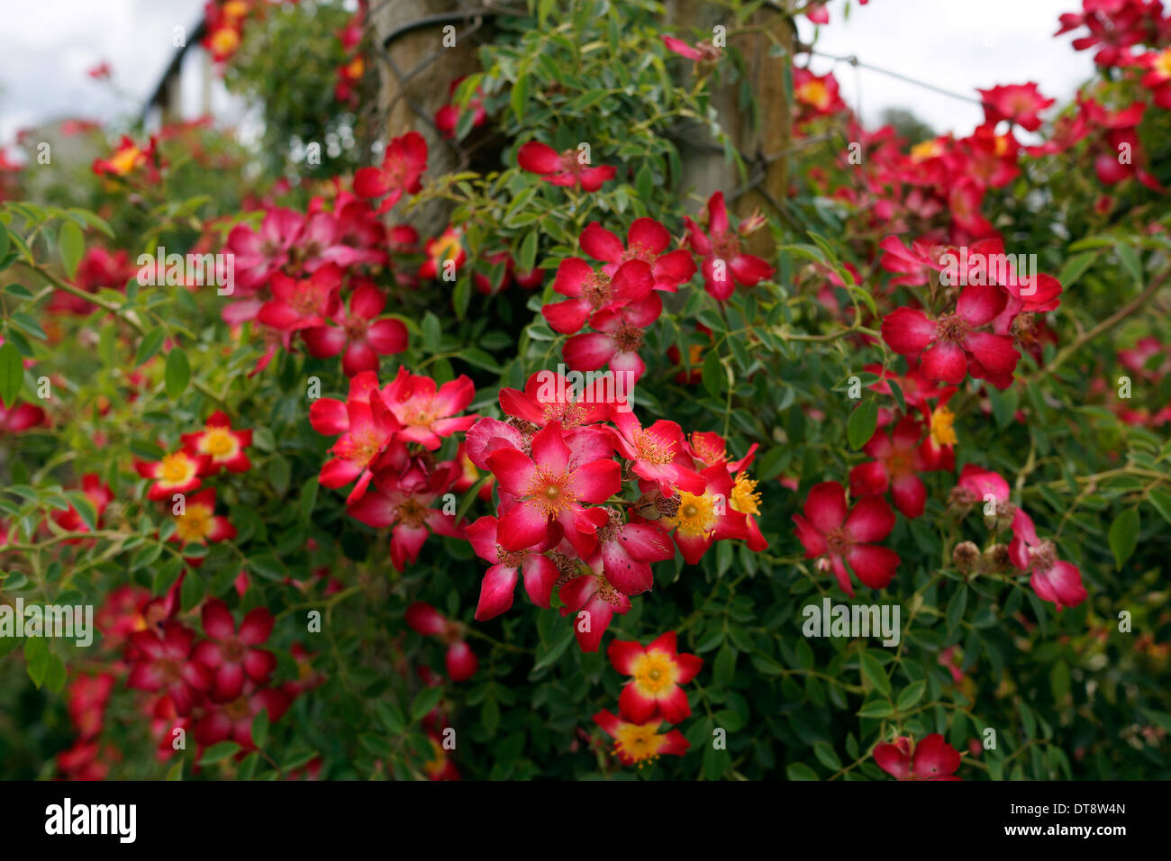 "Starry Eyed "climbing rose from Ludwig's Roses on the farm Joostenberg