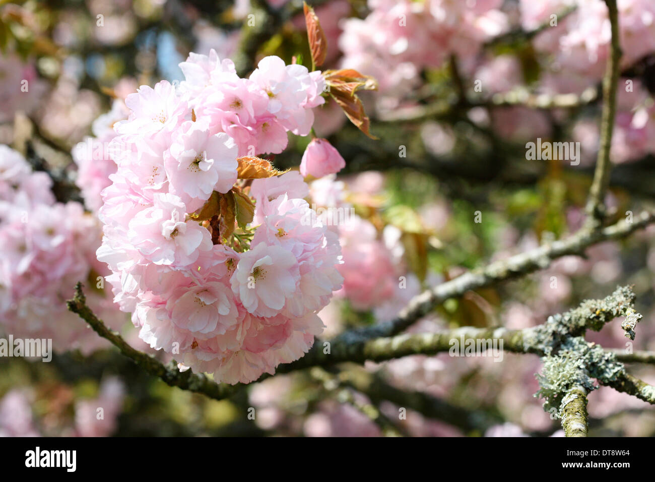 japanese cherry hoya rawabena tree  Jane Ann Butler Photography  JABP474 Stock Photo