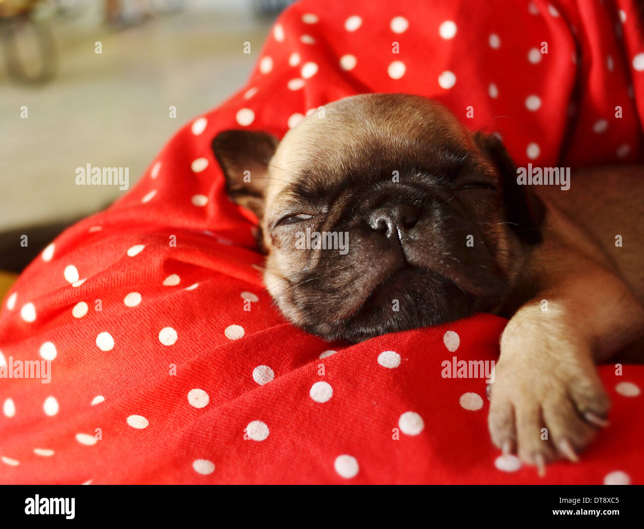 Pug puppy is sleeping on the bed Stock Photo