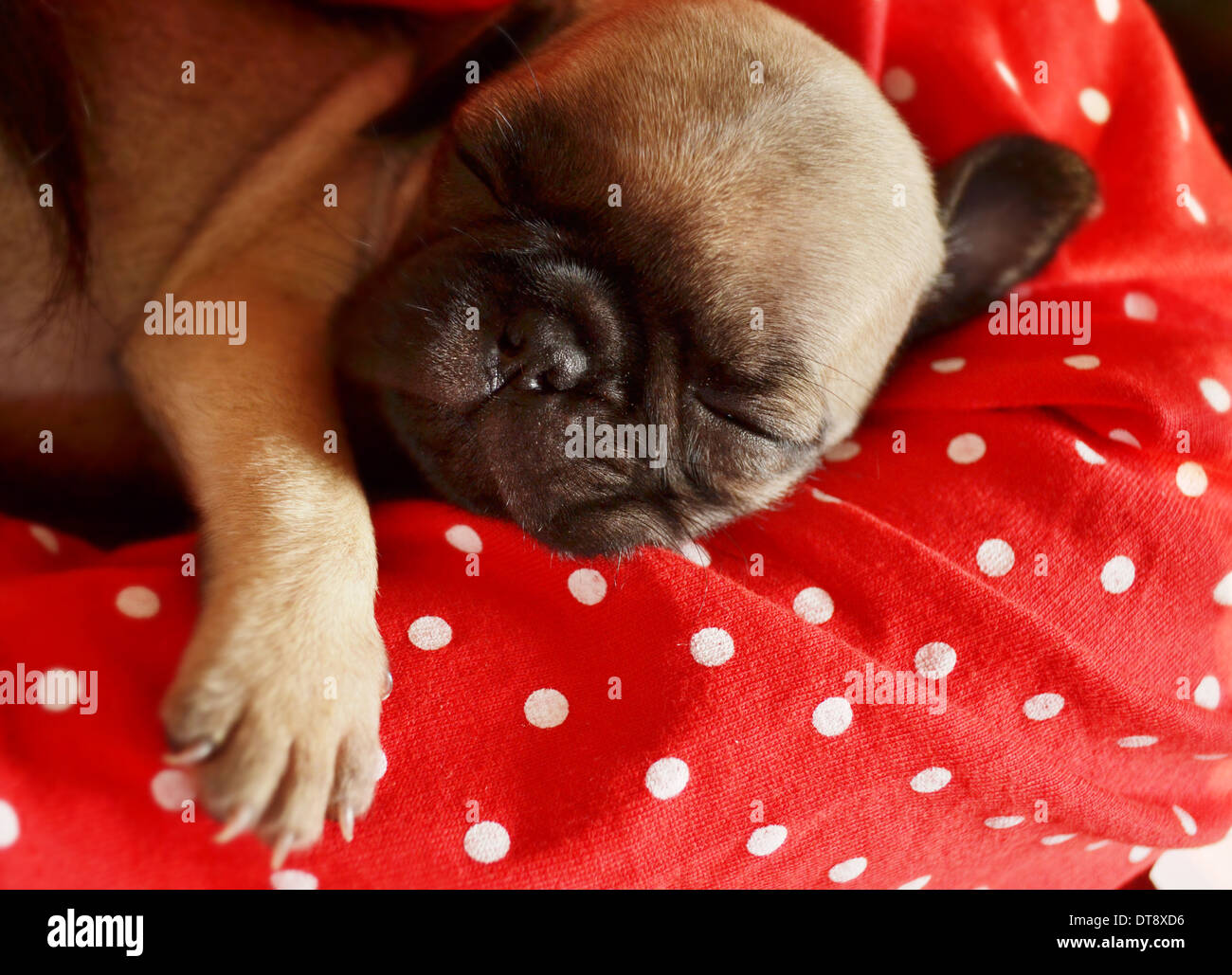 Pug puppy is sleeping on the bed Stock Photo