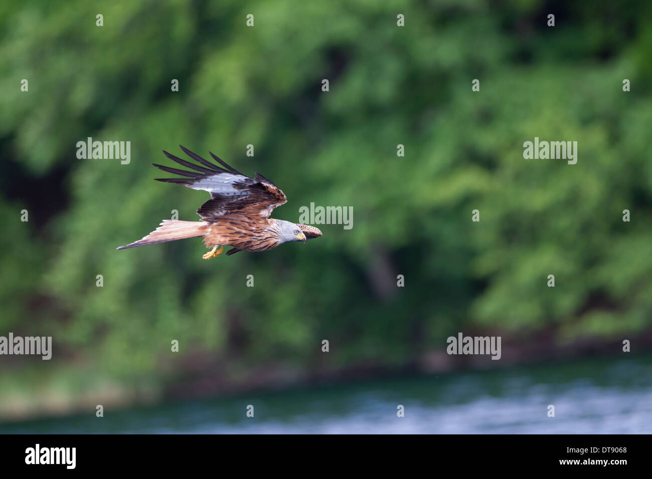 Is It A Black Or Red Kite The Schwarzer Milan Roter Milan Unterschied Simplified - 1tfvbpu