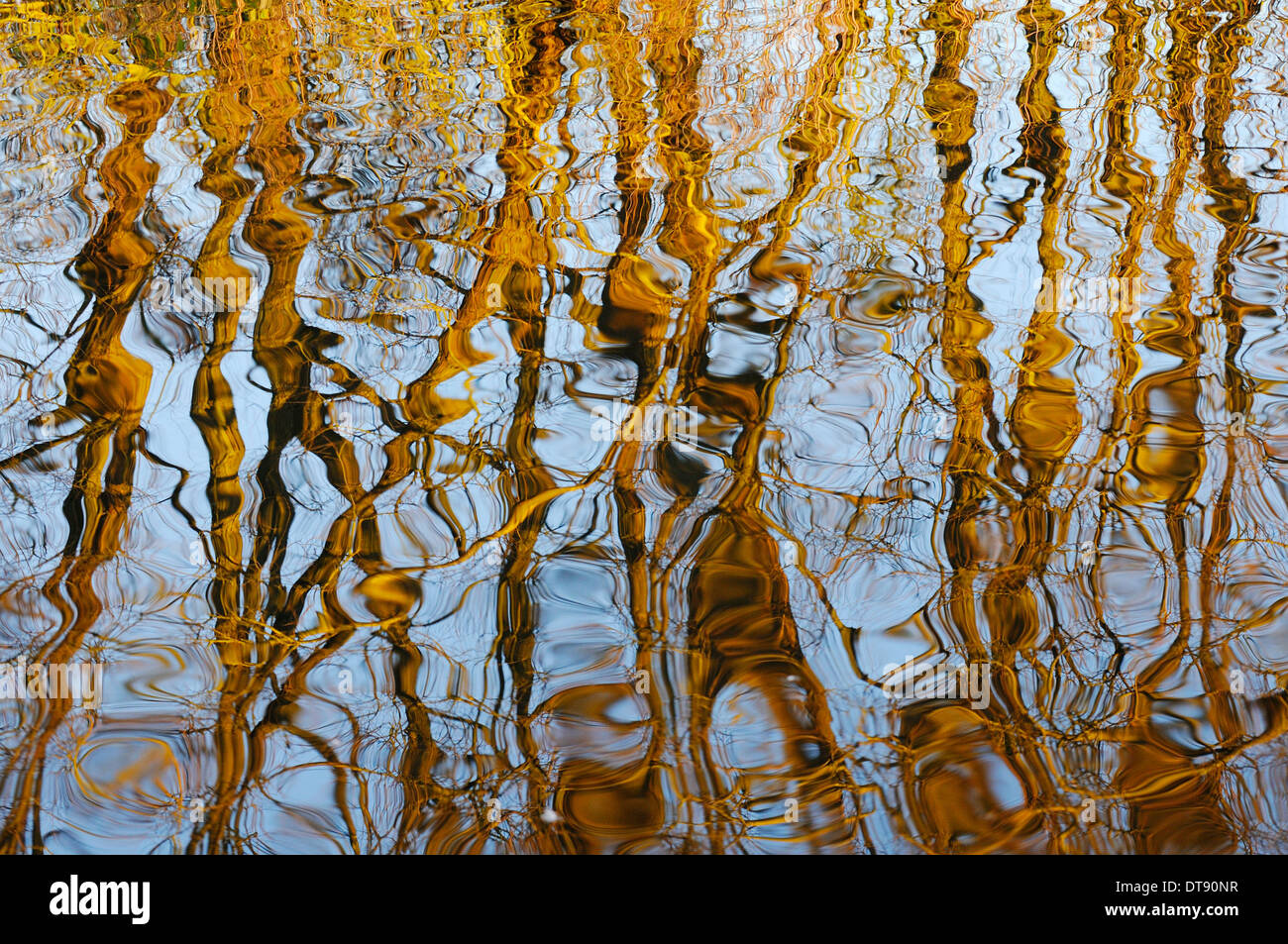 Tree trunks reflected in water hi-res stock photography and images - Alamy