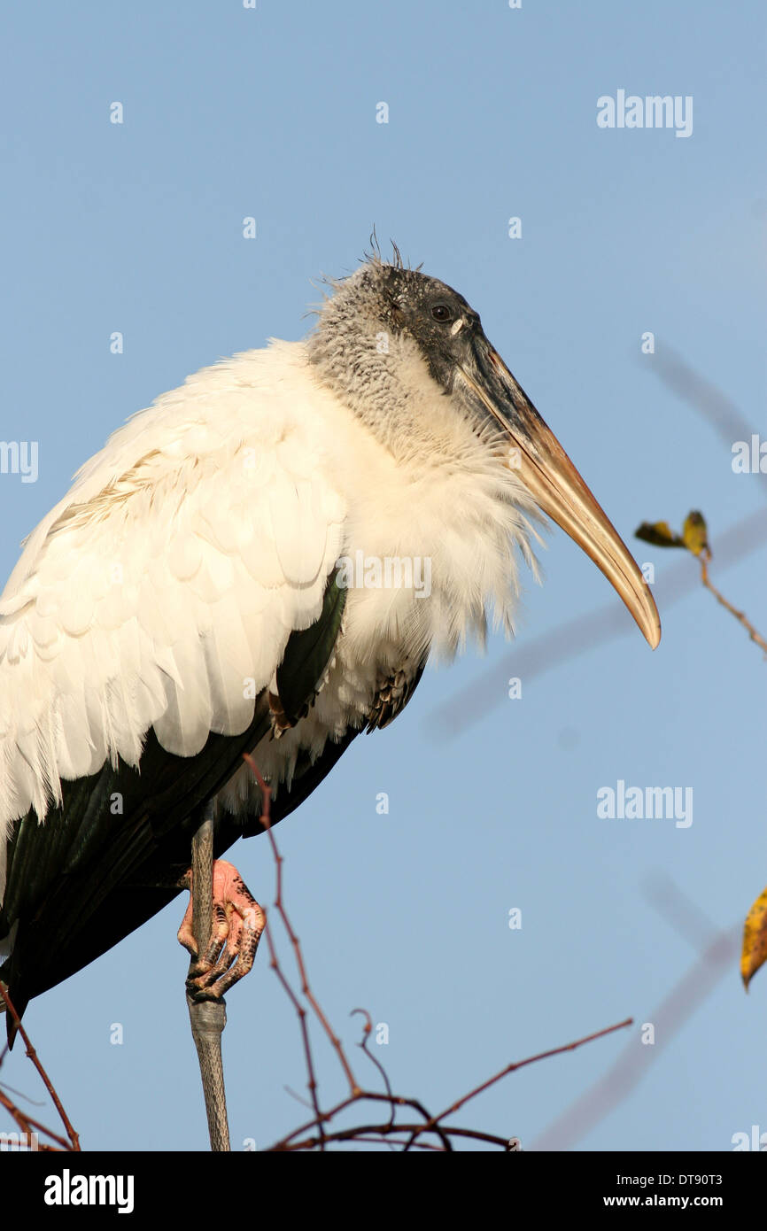 Wood stork Stock Photo