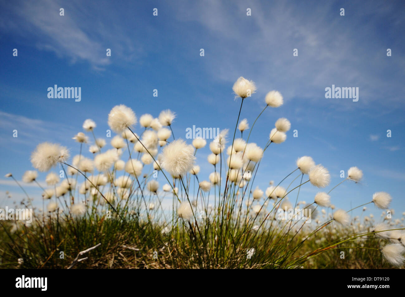 Common Cotton Grass Eriophorum angustifolium, growing in boggy uplands