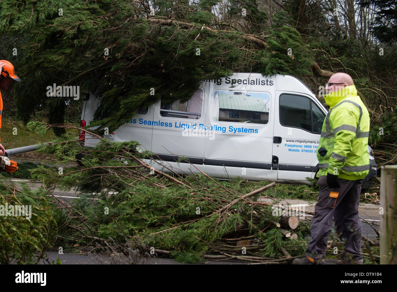 Aberystwyth, Wales, UK. 12th February 2014. Winds gusting up to 107mph are battering the west wales coast at Aberystwyth. A fifty foot Leylandii tree toppled in the winds and crushed a white minibus on the main road into Aberystwyth this afternoon. There are no reports of casualties, The road is closed while workmen chainsaw the tree and remove the debris photo Credit:  keith morris/Alamy Live News Stock Photo