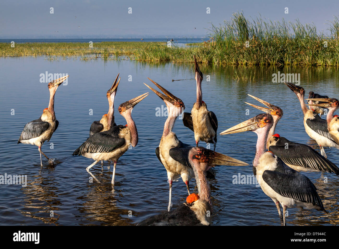 Marabou Storks (leptoptilos crumeniferus), Lake Hawassa, Hawassa, Ethiopia Stock Photo