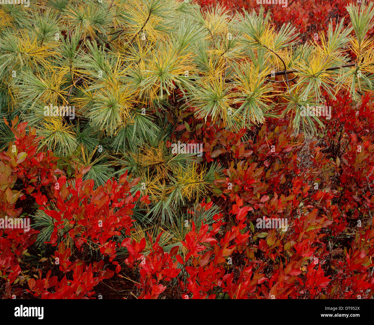 Fall Blueberry & Pine Stock Photo - Alamy