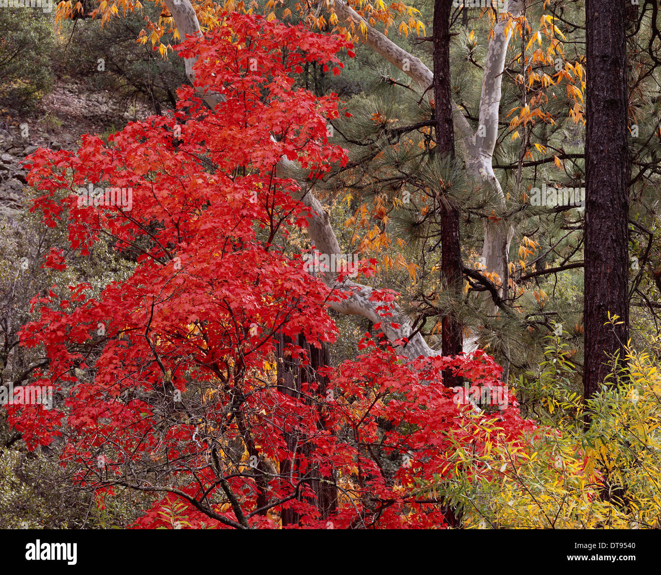 Sycamore creek arizona hires stock photography and images Alamy