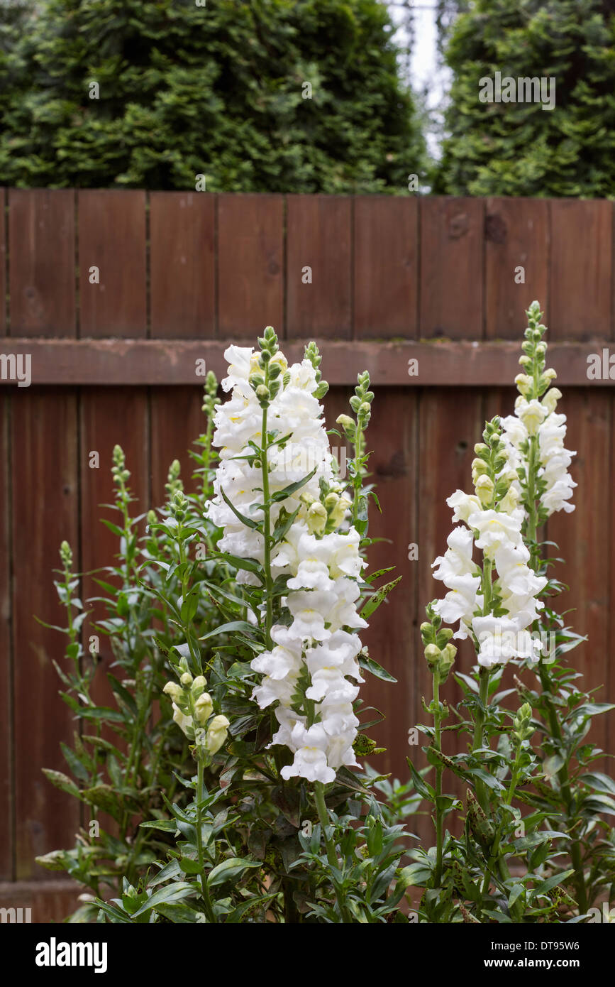 Snapdragons growing in a garden Stock Photo