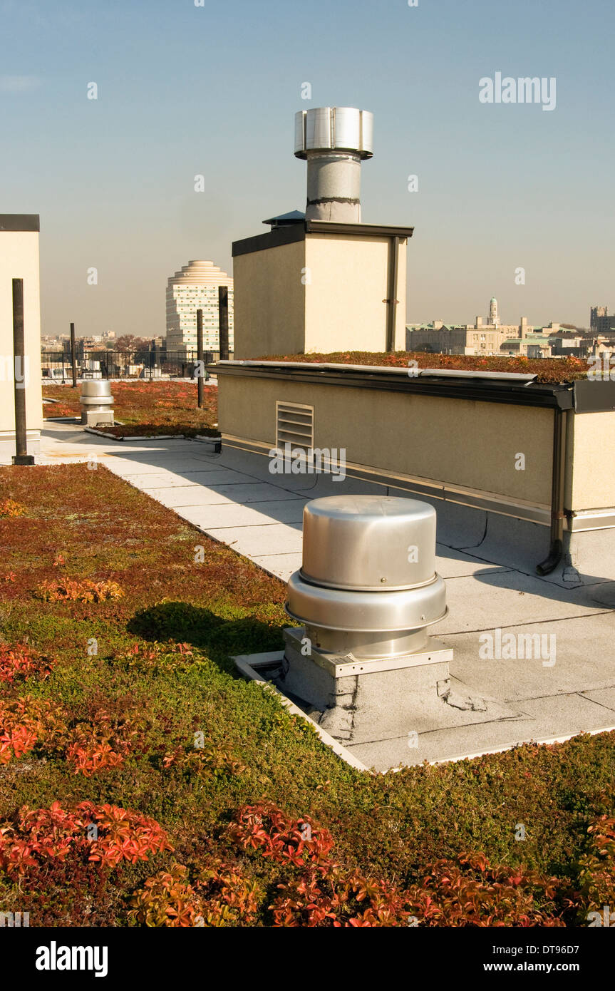 A rooftop garden that is part of a public housing project in the Bronx