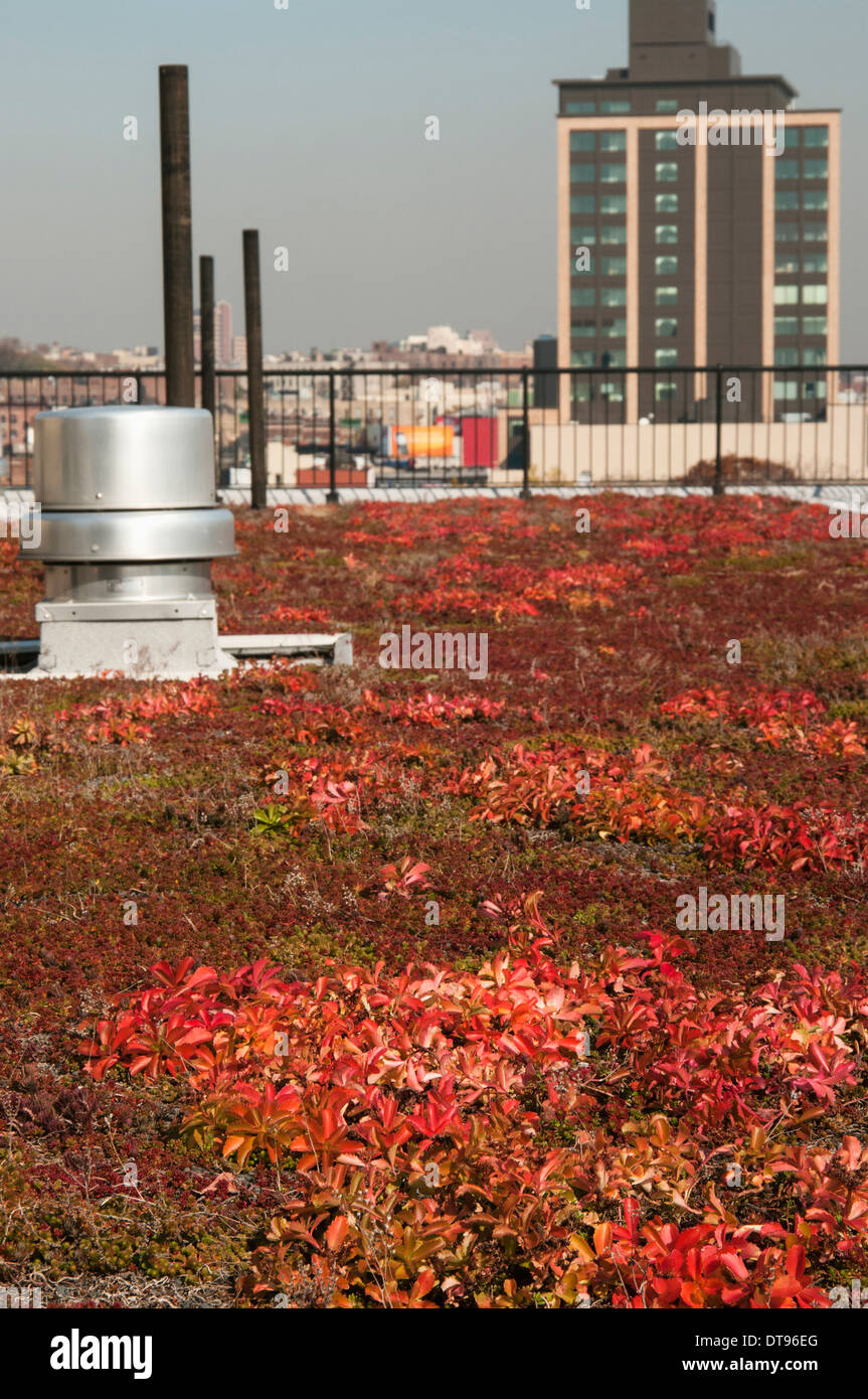 A rooftop garden that is part of a public housing project in the Bronx