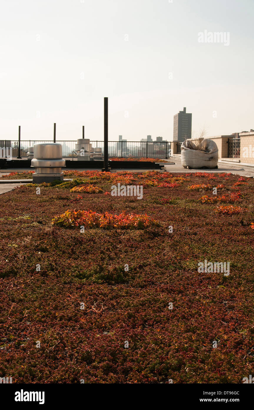 A rooftop garden that is part of a public housing project in the Bronx