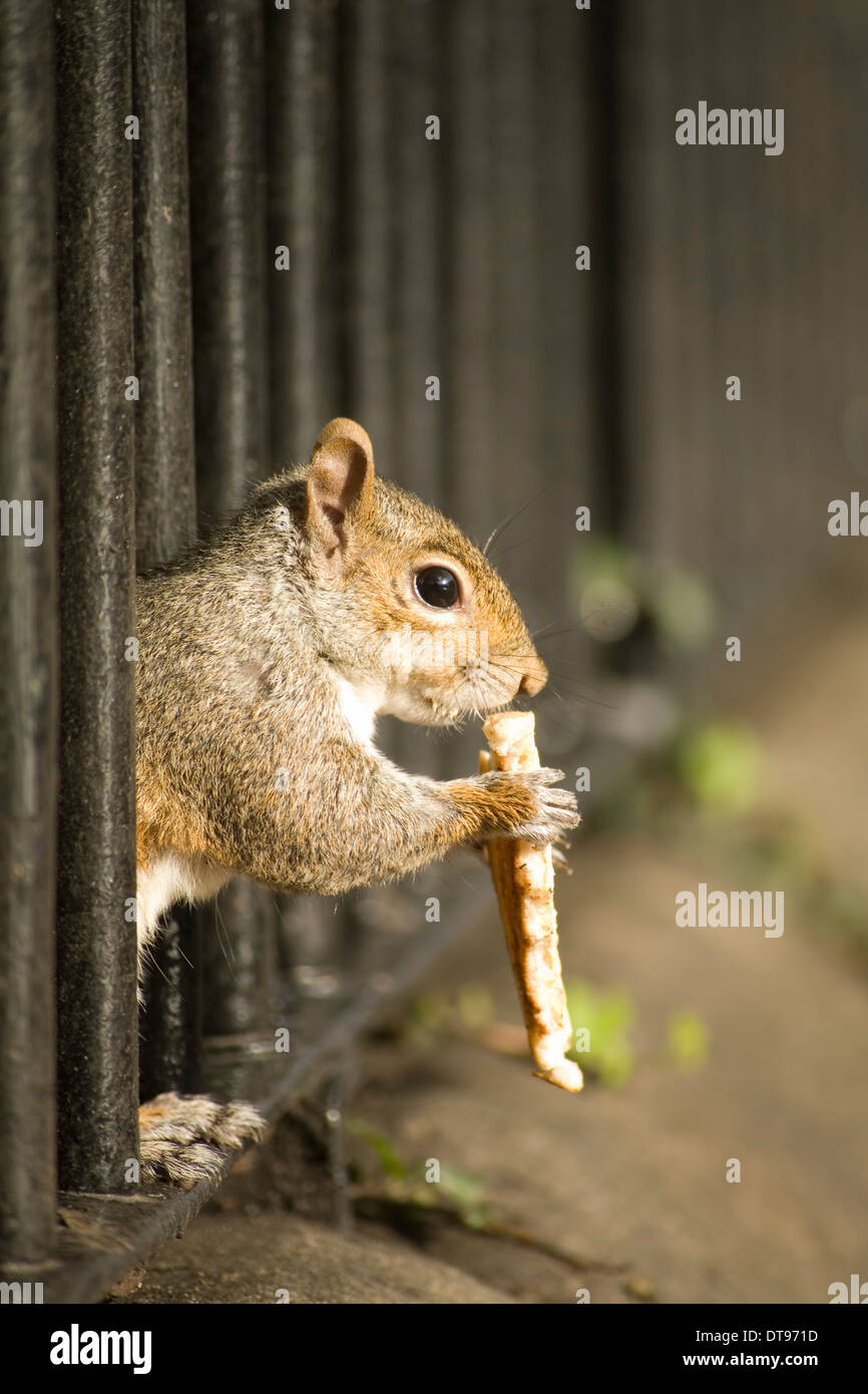 Squirrels Eat Bread at Aileen Markham blog