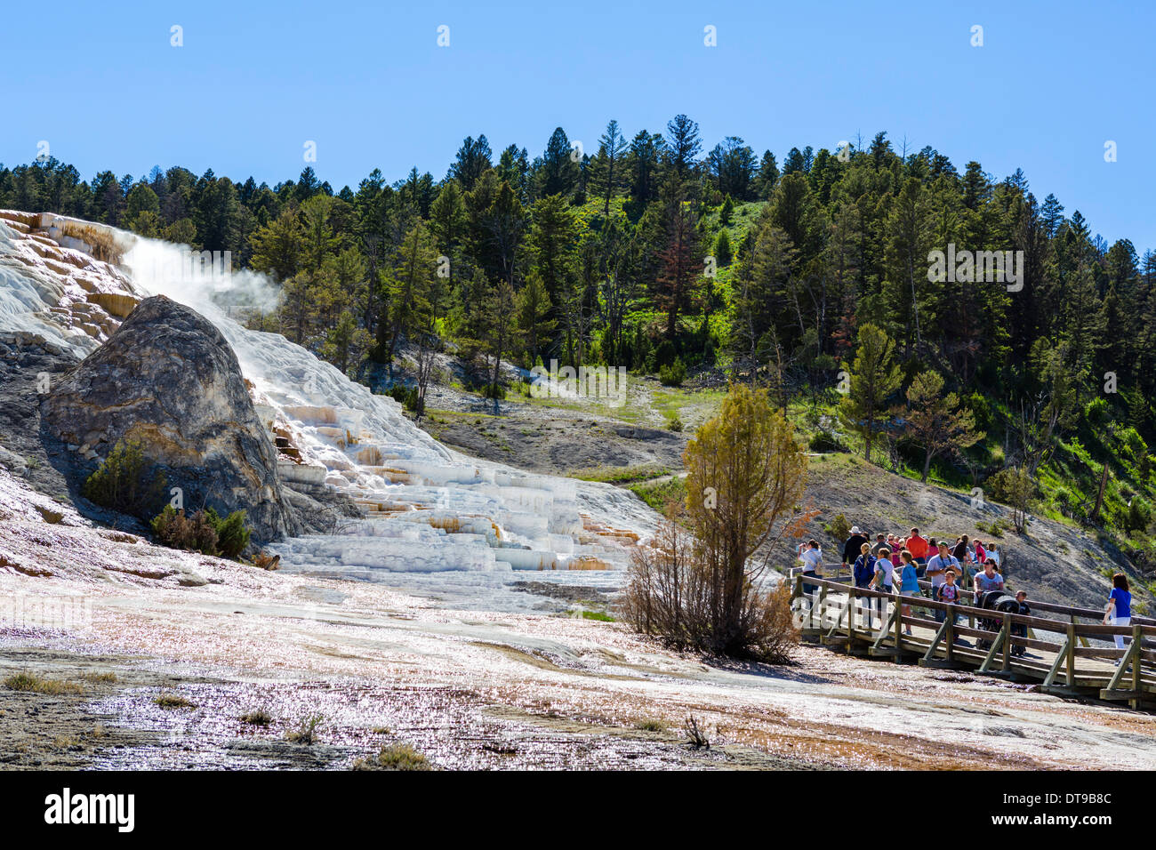 Tourists viewing the travertine terraces at Palette Spring, Mammoth Hot Springs, Yellowstone National Park, Wyoming, USA Stock Photo