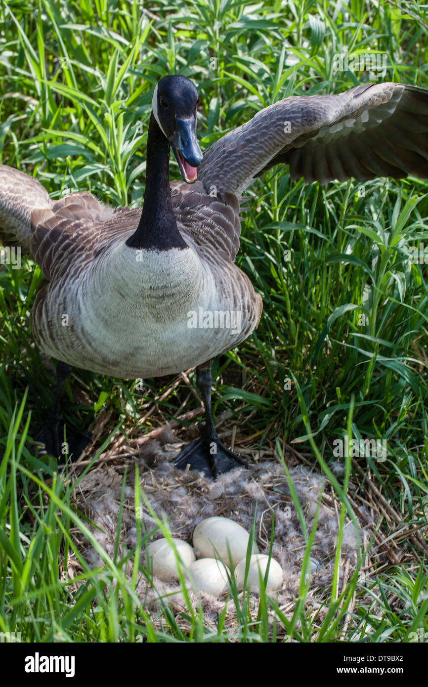 Canada Goose guarding nest. Stock Photo