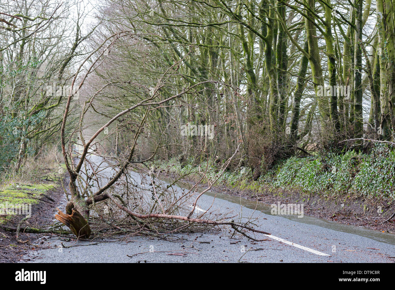 Wrancombe Road, Wellington Hill, Blackdown Hills, Somerset, United Kingdom at 15:12 hrs on 12th Feb 2014.  Gale force winds course local damage bringing down trees, blocking roads in the West Country the next weather system passes through. Credit:  Living Levels Photography/Alamy Live News Stock Photo