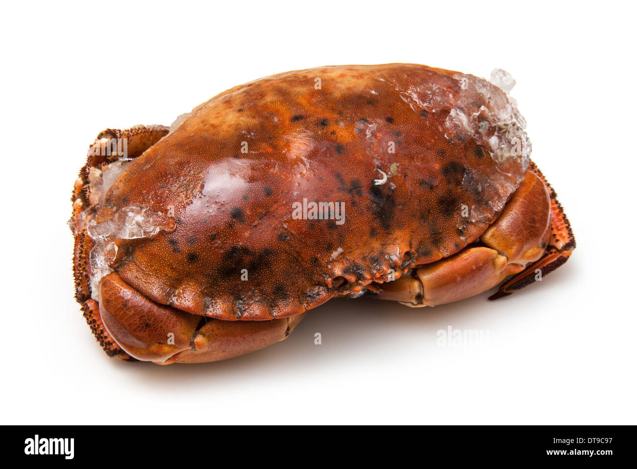 Frozen cooked edible brown crab, isolated on a white studio background. Stock Photo