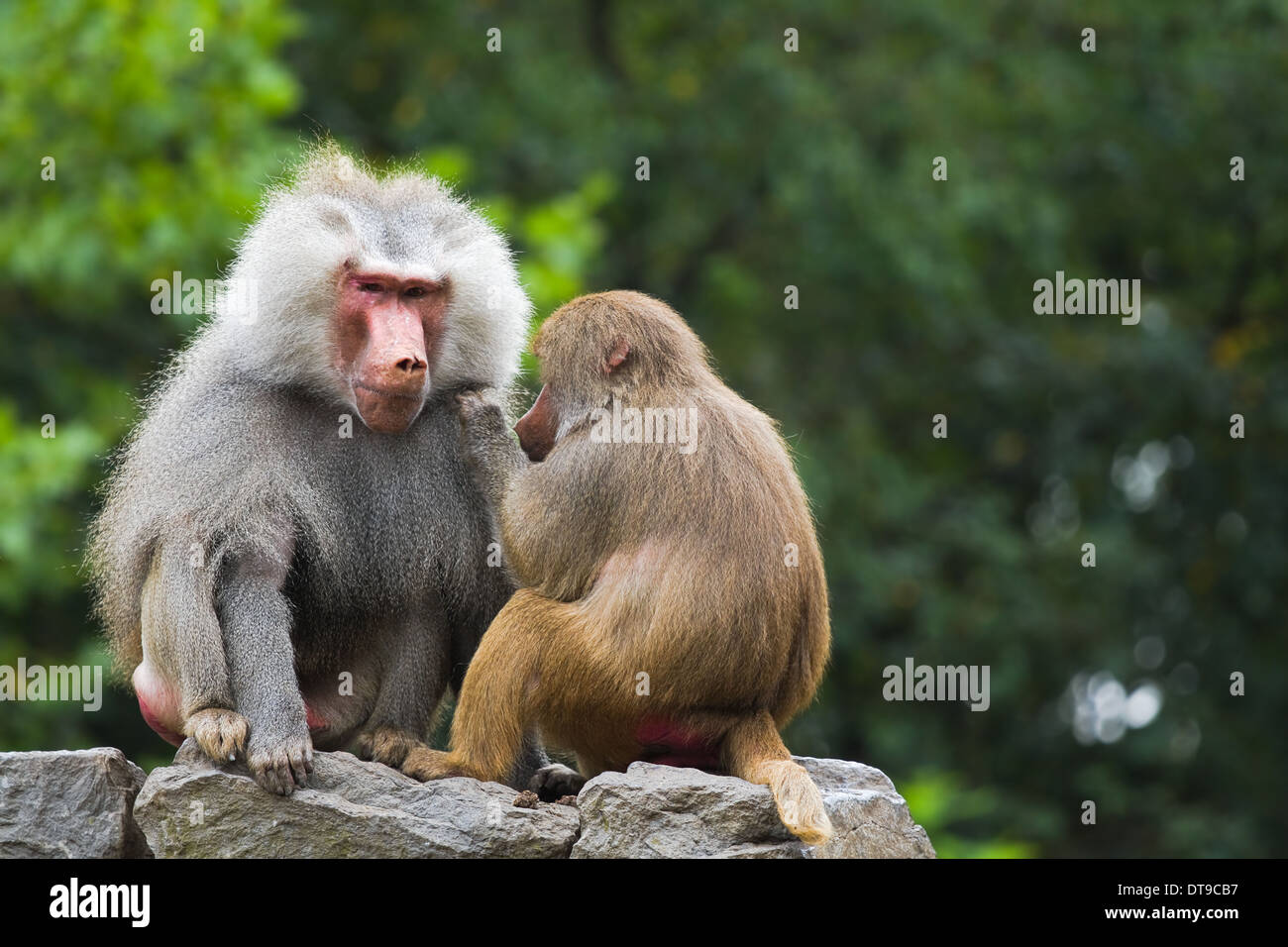 Two baboons sitting on rocks and catching fleas, with natural background of green    trees Stock Photo