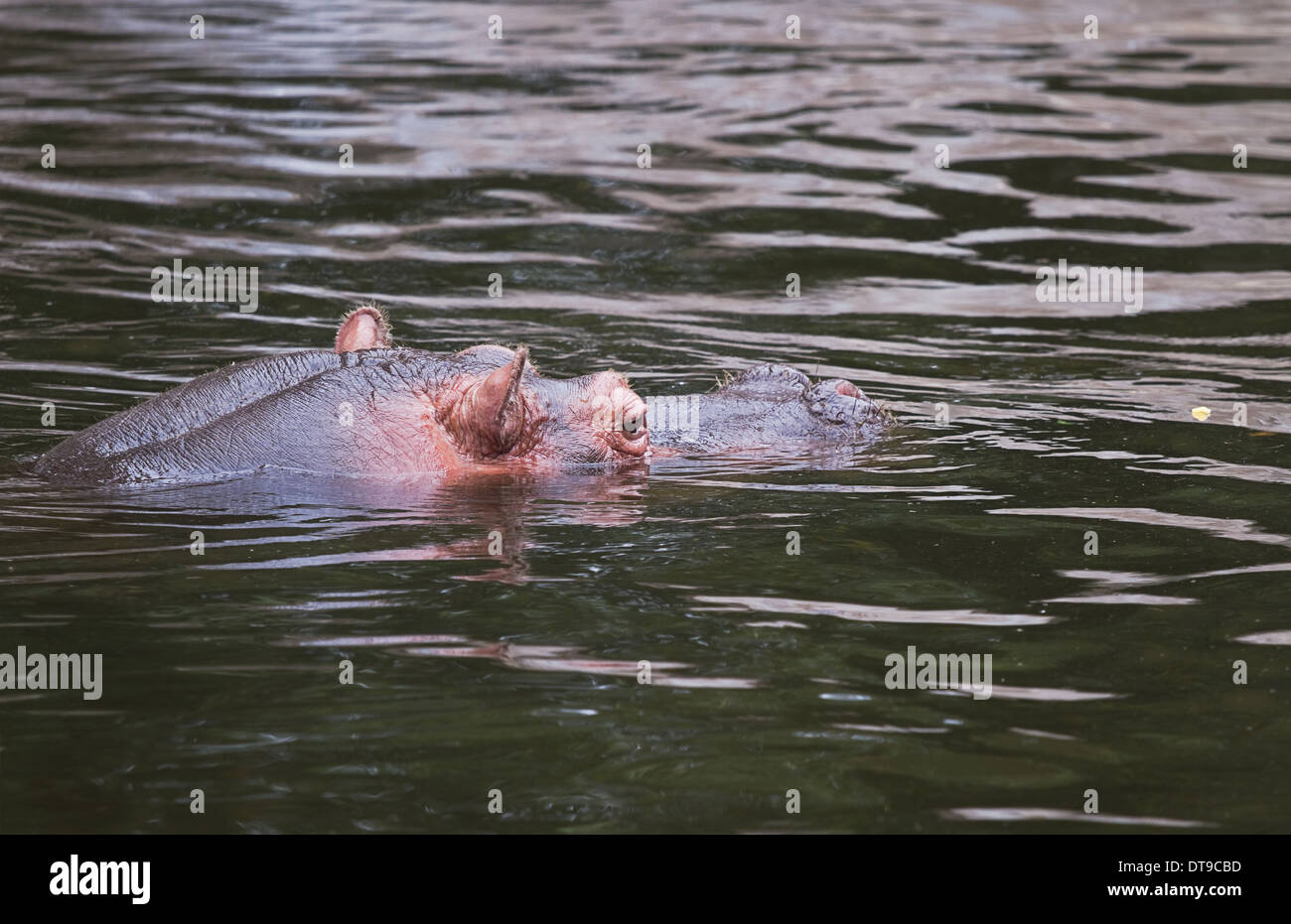 Hippo, River horse or Hippopotamus amphibius relaxing in water. Hippopotamus is a very dangerous animal Stock Photo