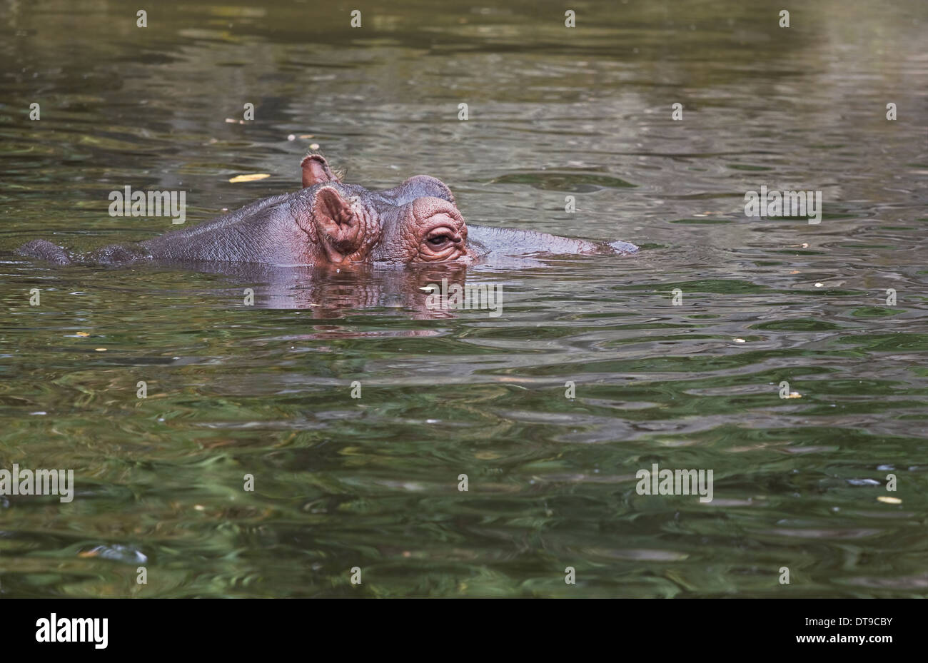 Hippo, River horse or Hippopotamus amphibius relaxing in water. Hippopotamus is a very dangerous animal Stock Photo